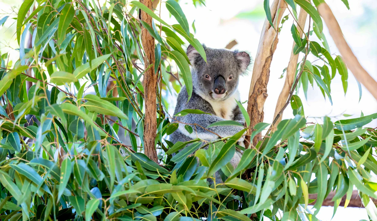 Lone Pine Sanctuary Tickets Price